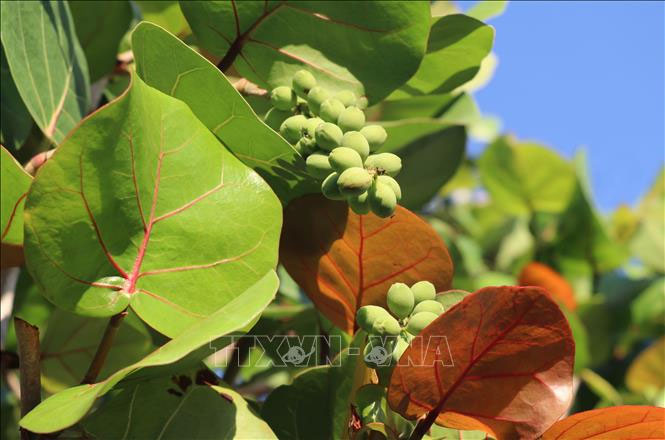 Natural Leaf Plate Sea Grape 7" 20 pic for dessert and dry food Uniqe and Stylish